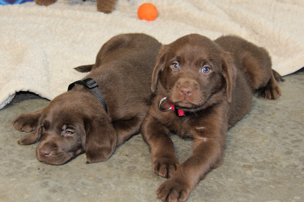 blue collar puppy