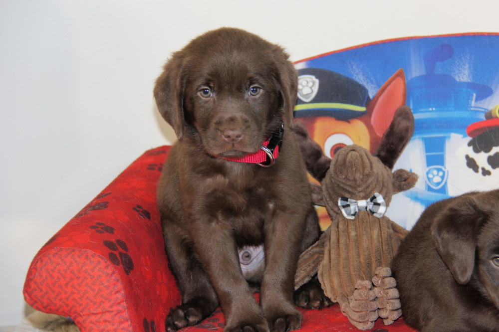 black collar male puppies with great retrieving drive