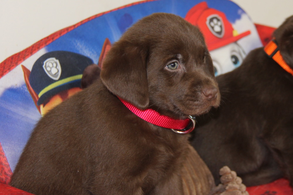 yellow collar male lab puppy