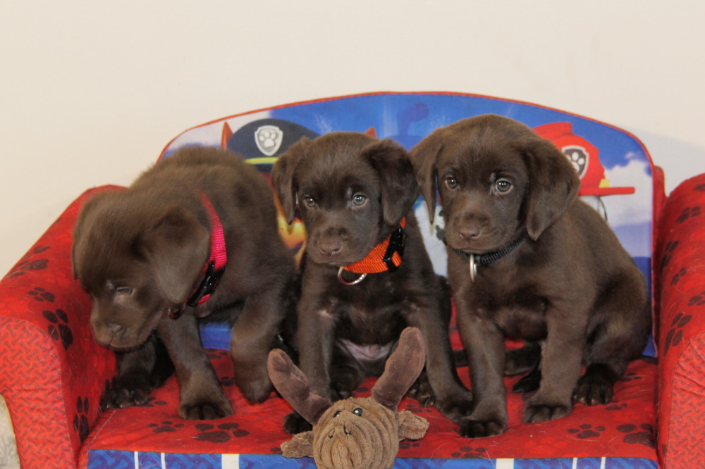 chocolate labrador retriever