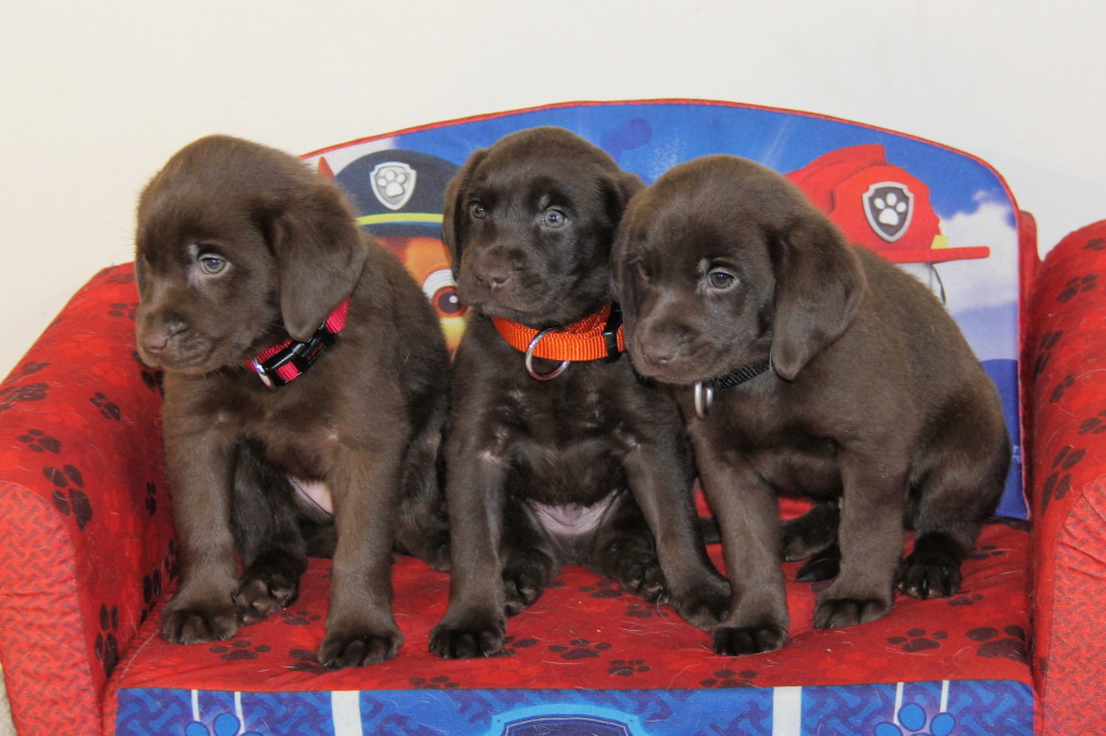 chocolate lab puppies gone to ontario