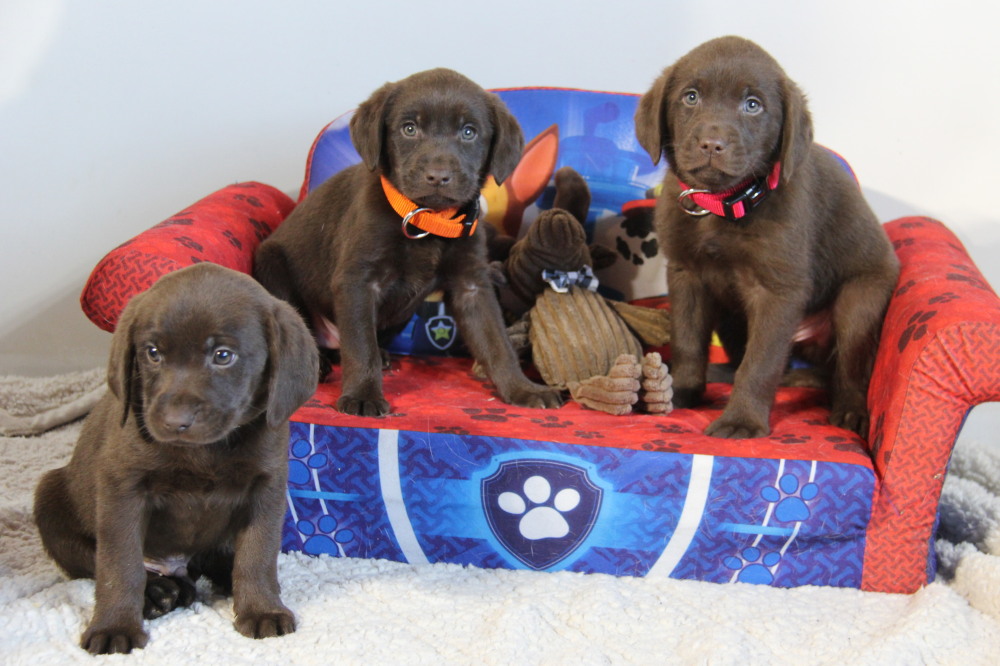 chocolate labrador retriever puppies