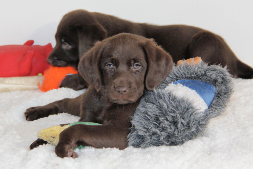 chocolate lab puppy