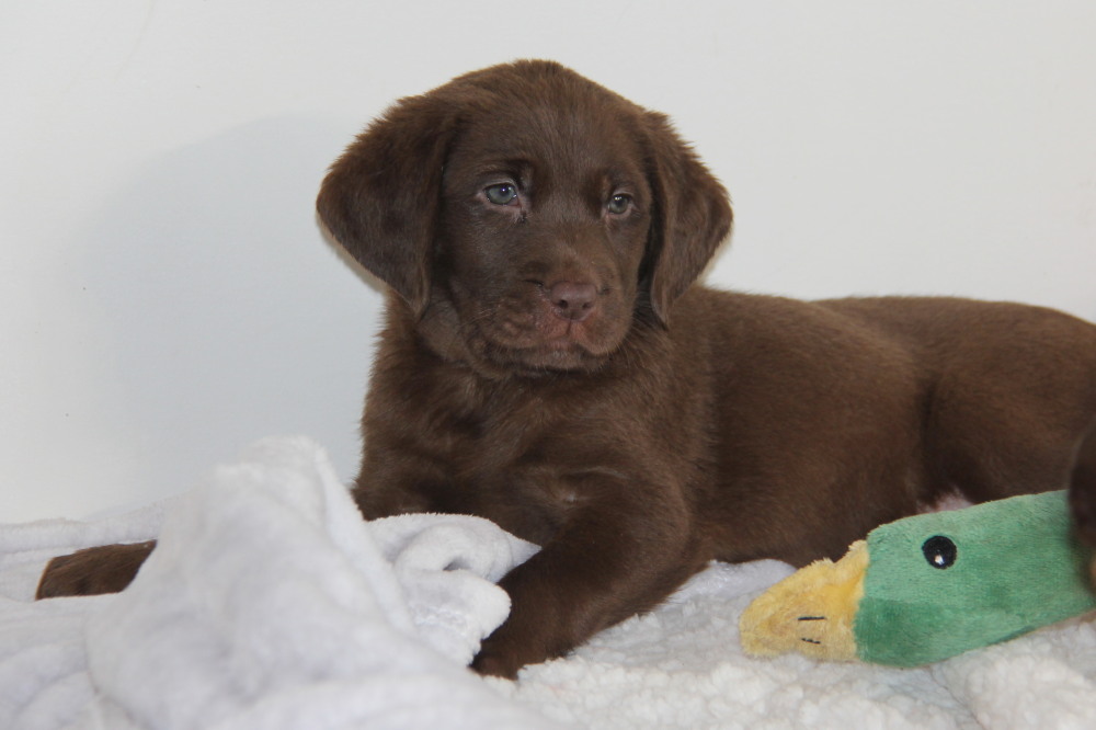 chocolate lab puppies ontario for sale