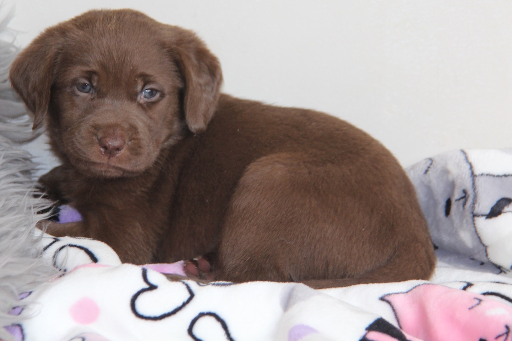 the chocolate lab puppy with toy