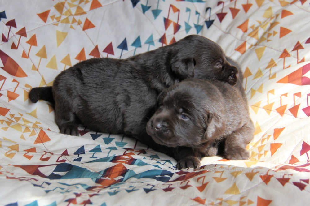 choco lab dog