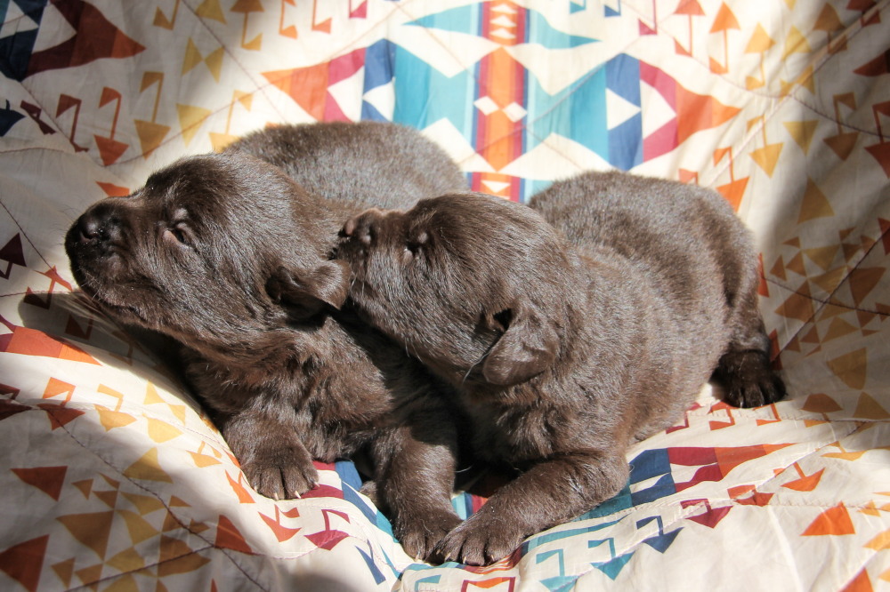labrador puppy for sale
