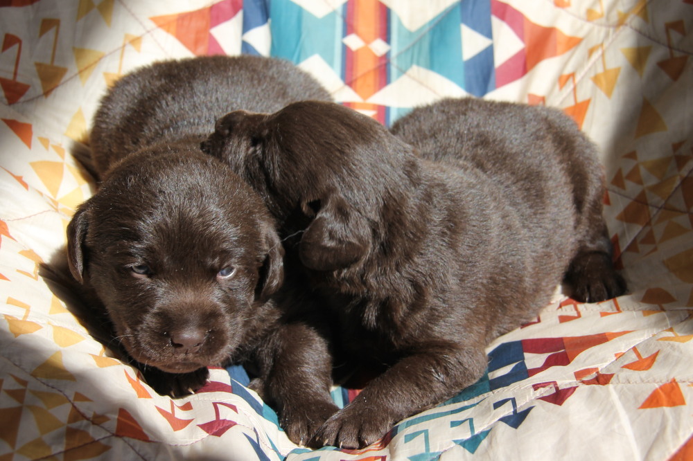 male pup