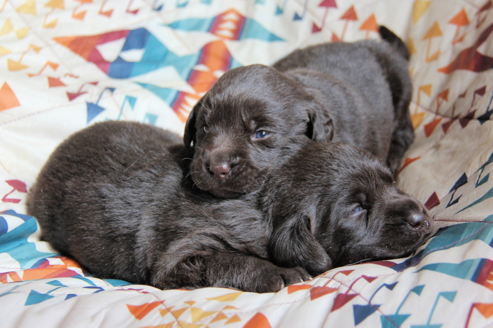 chocolate pup#3