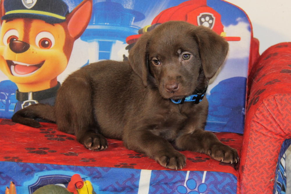 chocolate lab puppies for sale