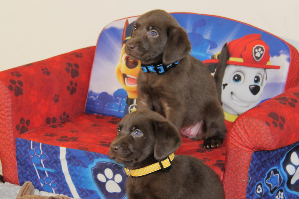 chocolate lab puppy