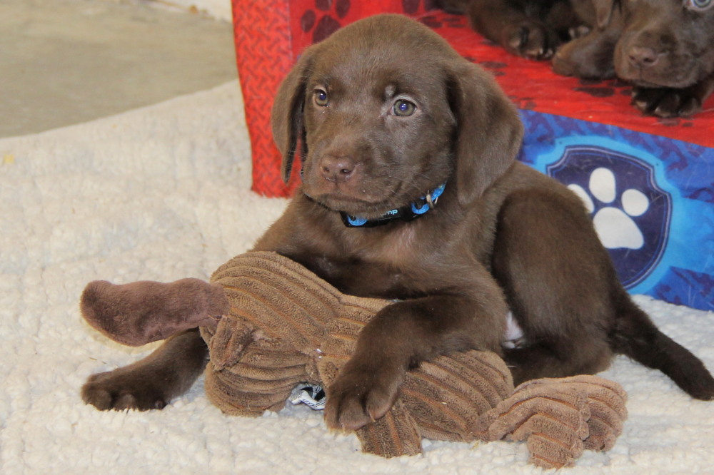 the chocolate lab