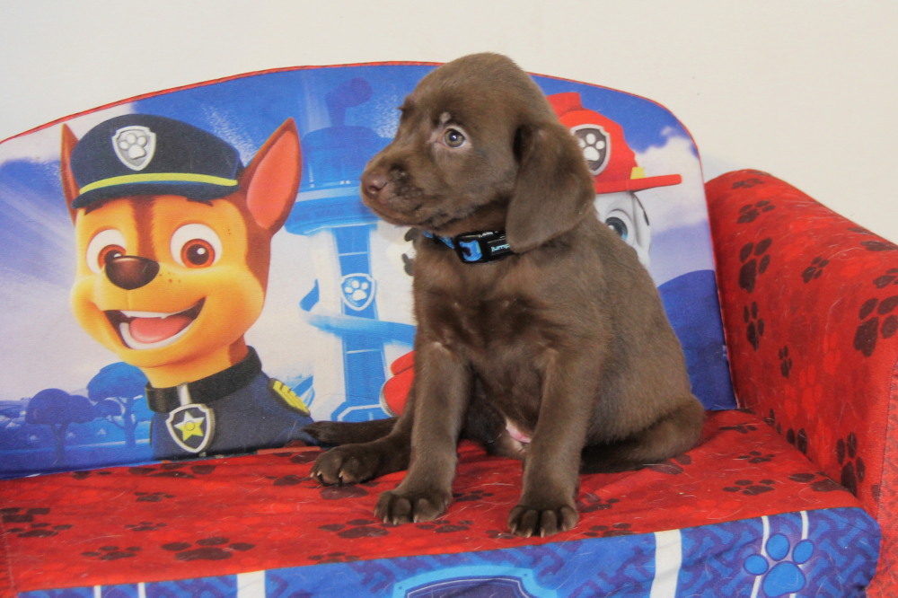 chocolate labrador puppies