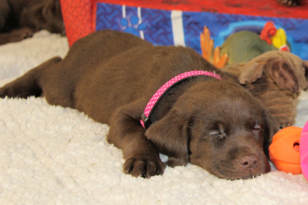 chocolate lab ontario