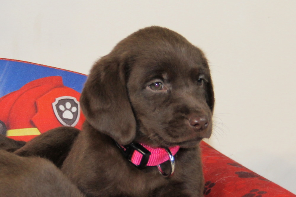 english chocolate lab