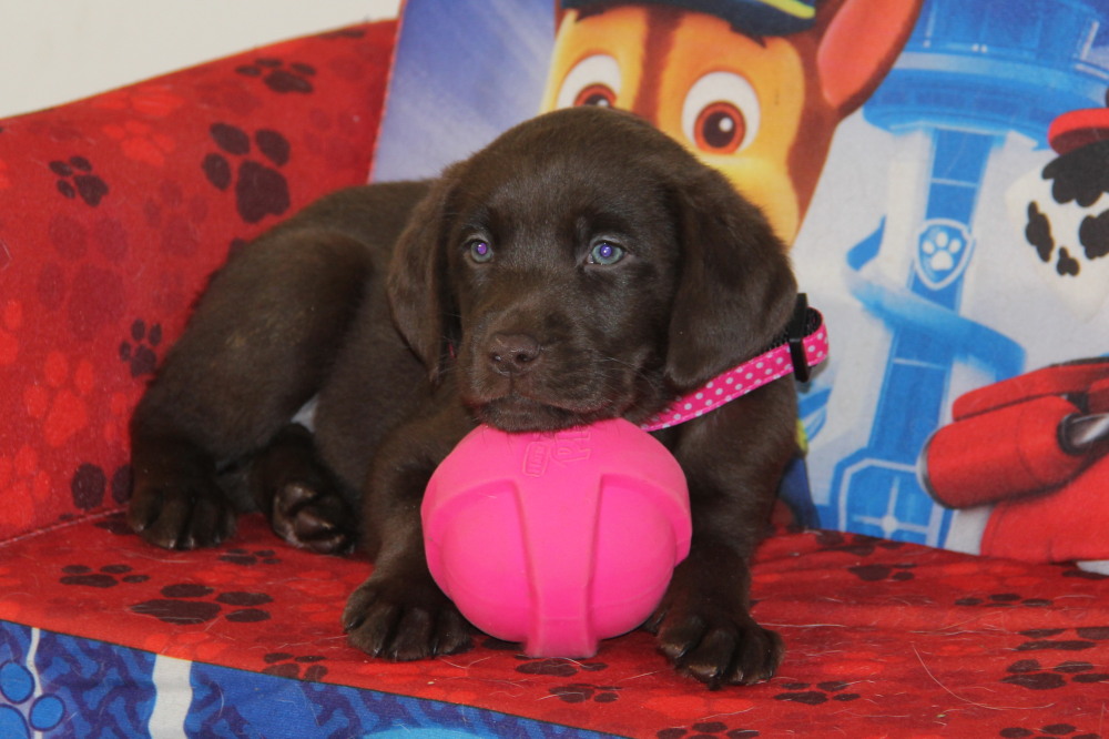 chocolate lab puppies bc