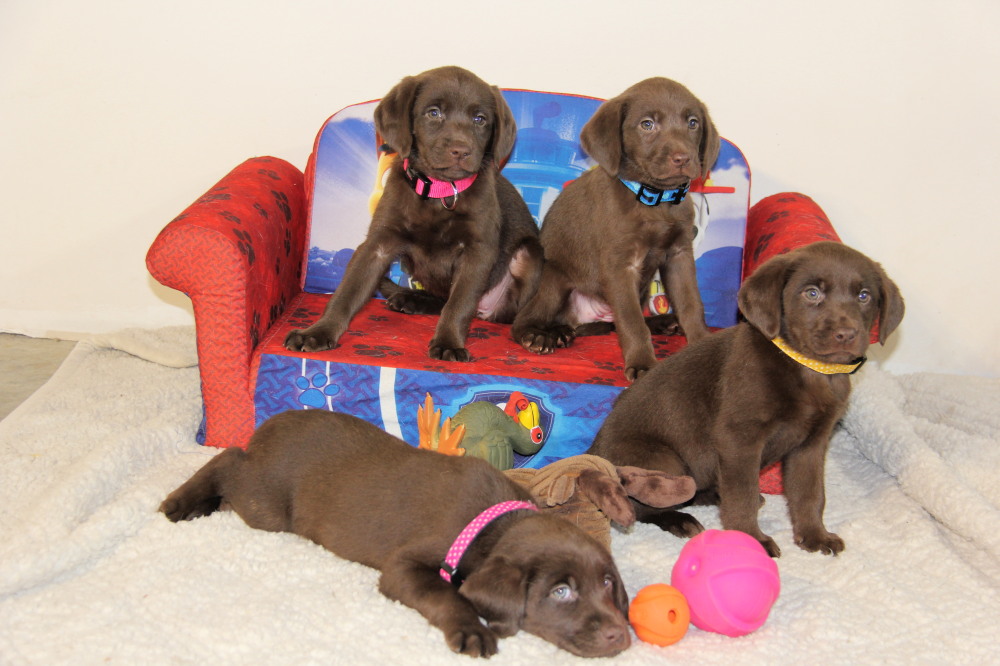 chocolate lab