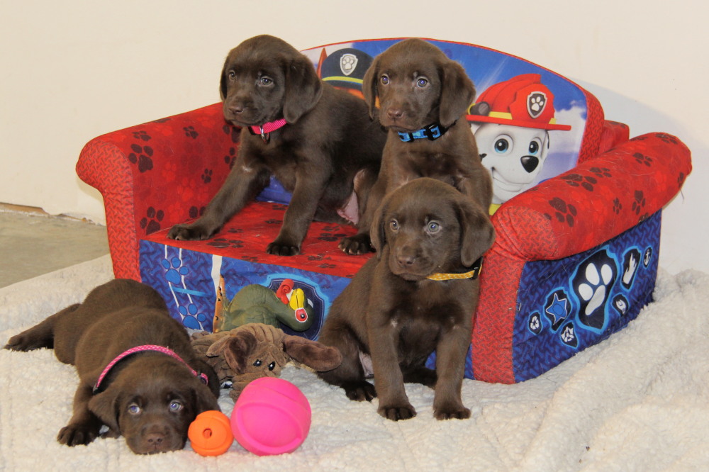 chocolate labrador