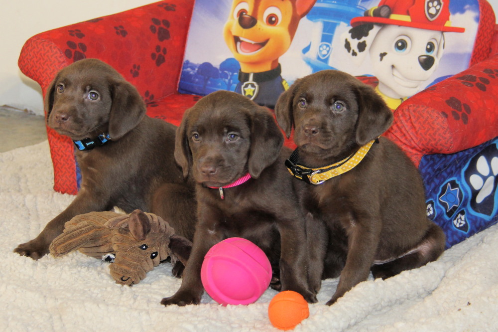 chocolate labrador puppy