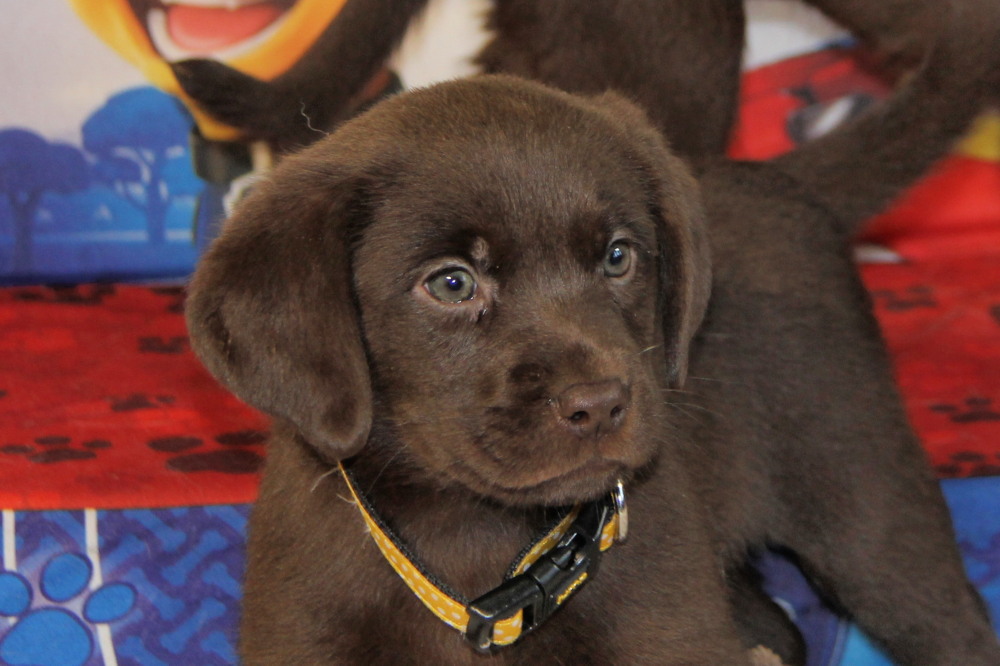 coco with white puppy