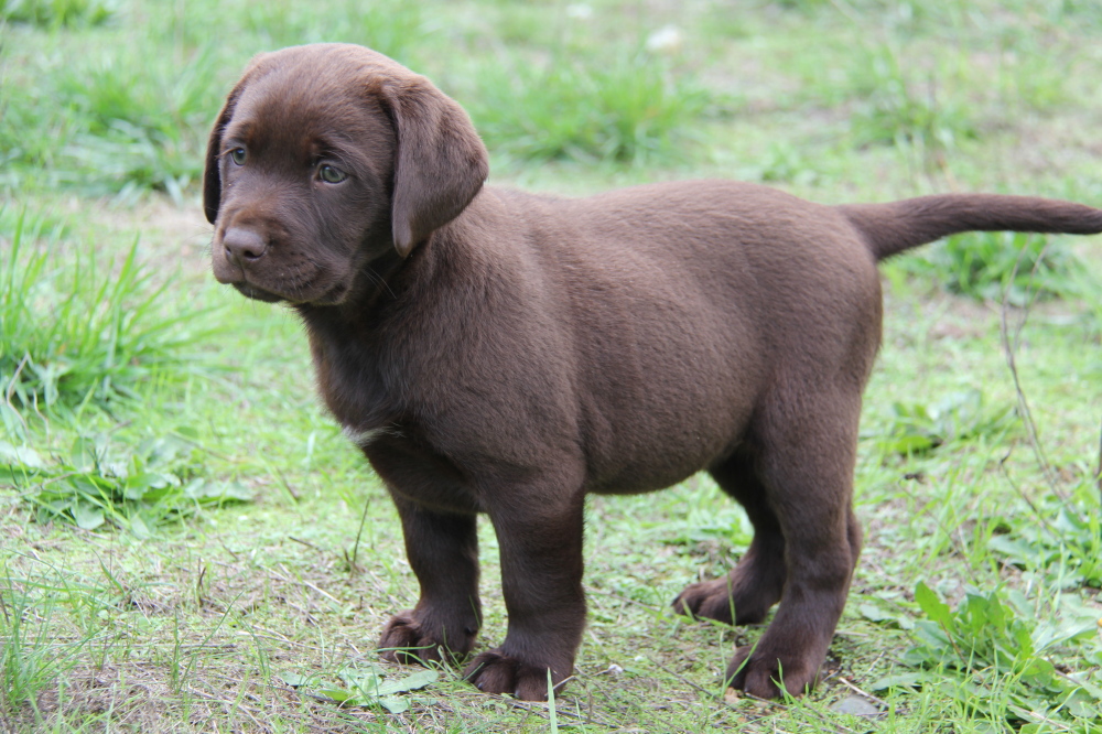 black lab male pup