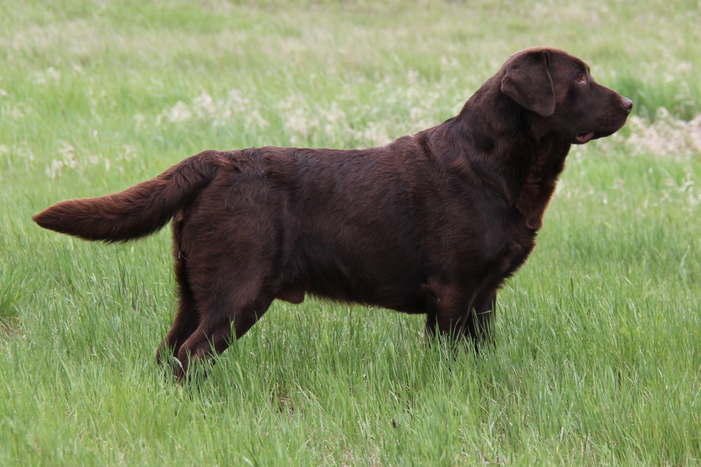 Chocolate Bear, English male lab