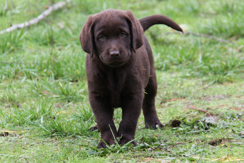chocolate lab puppies sold in bc