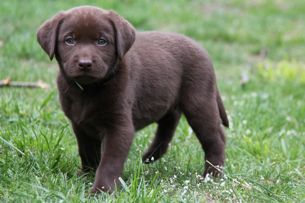 black lab puppy