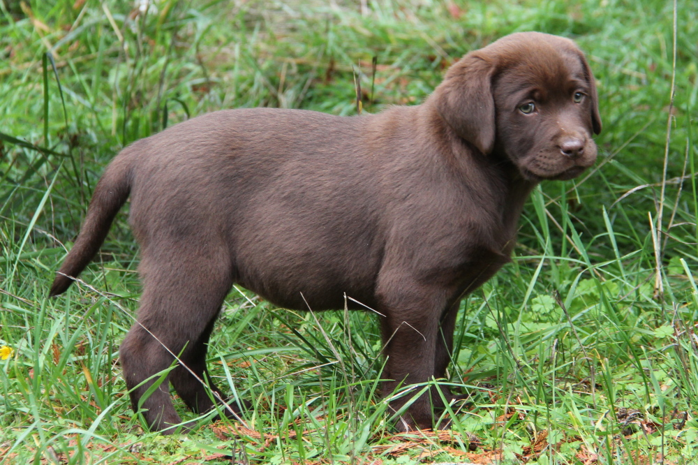 chocolate lab breeders ontario