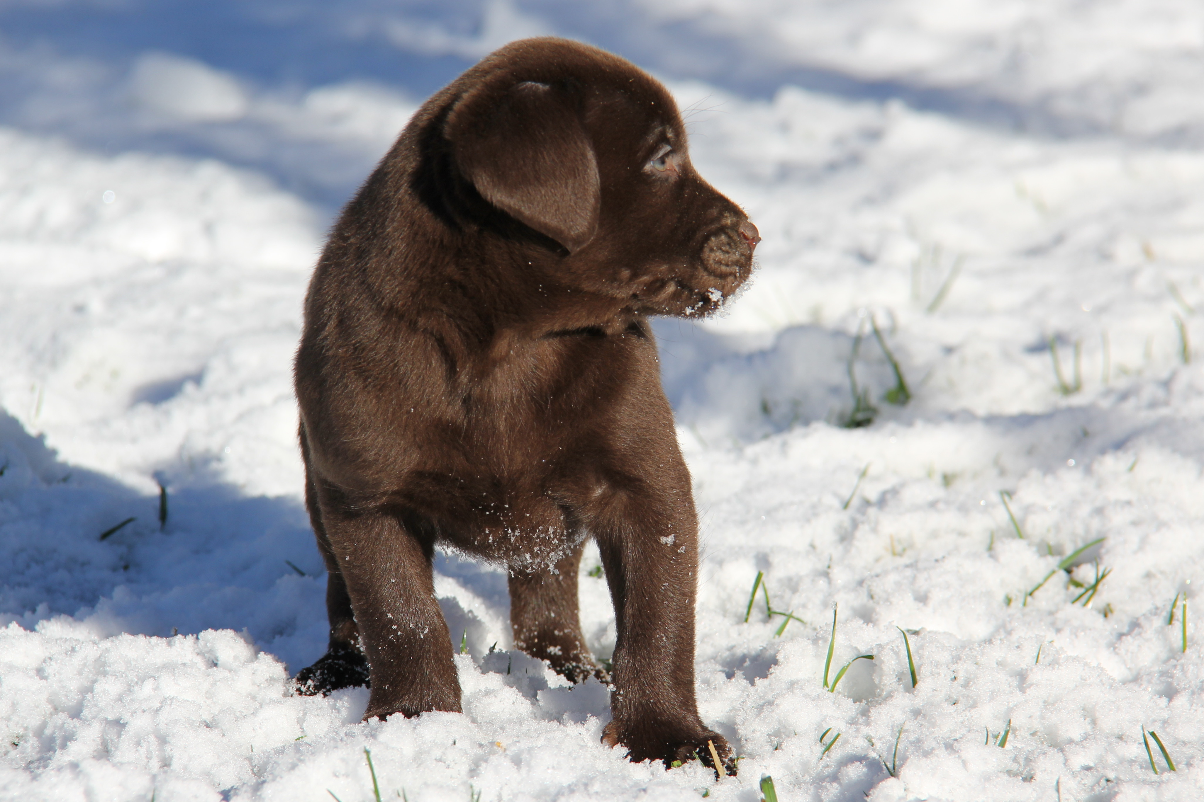 C4 puppy almost black & white