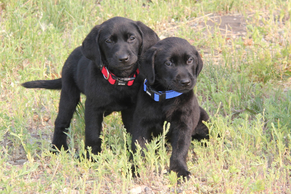 the black lab