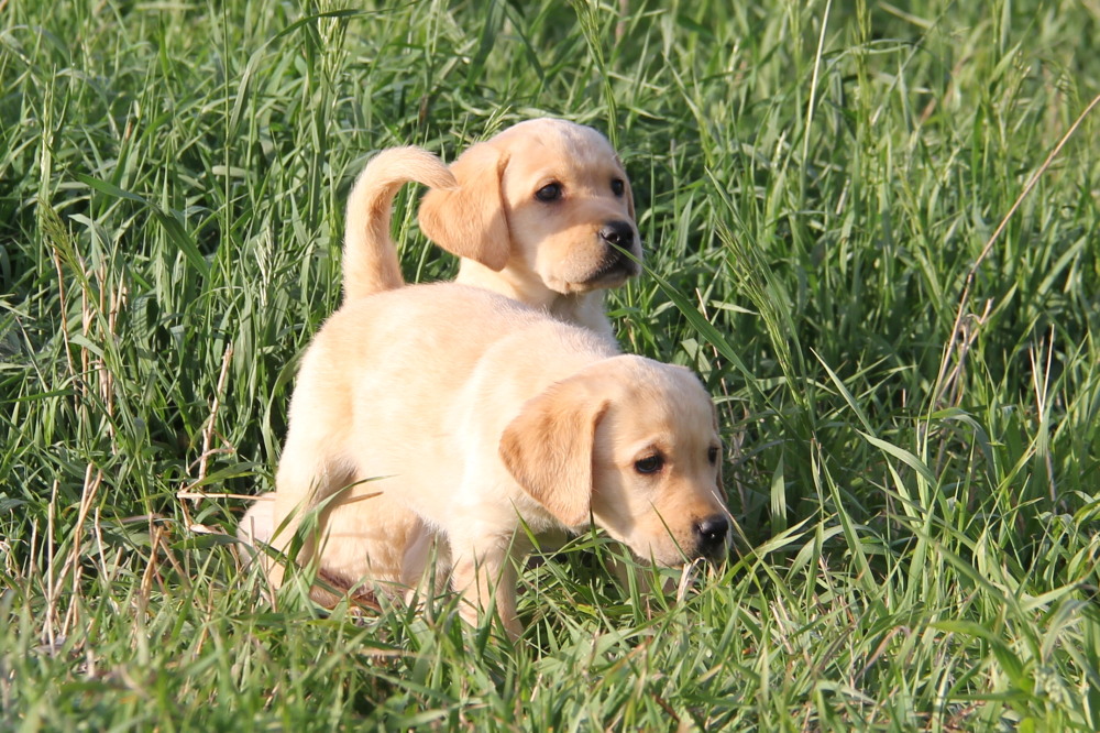 yellow lab puppies for sale ontario