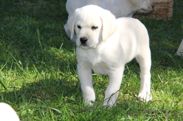 Cream color lab puppy for sale, English style