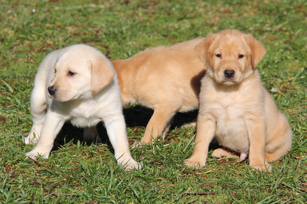 yellow labrador retriever puppies