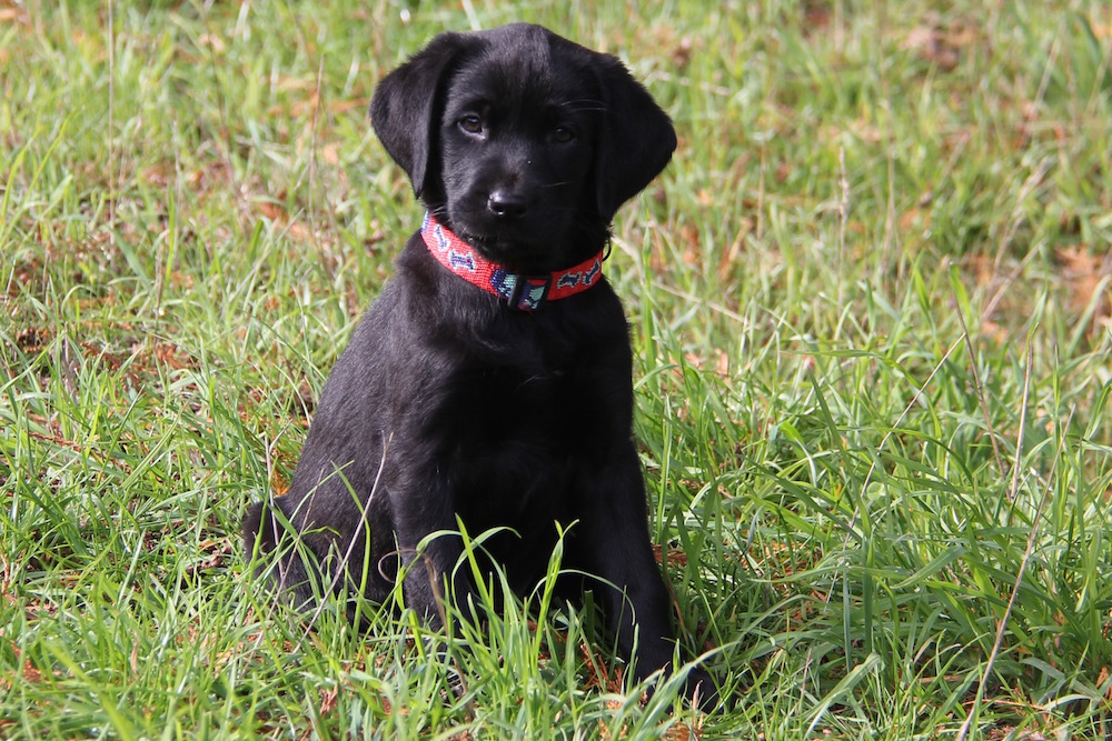 black labrador puppies