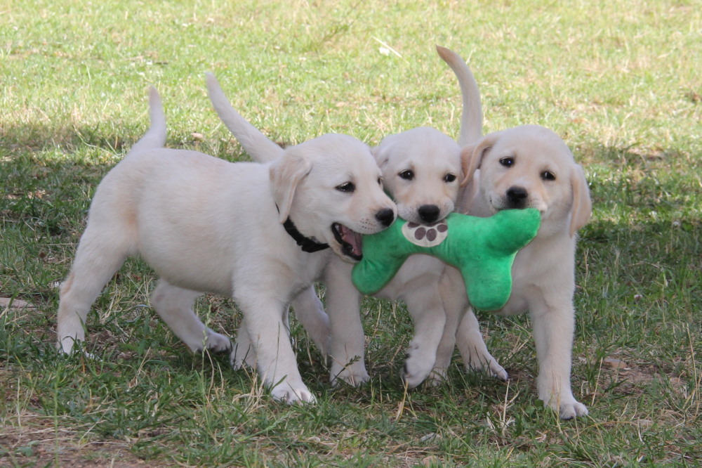 yellow lab breeders ontario