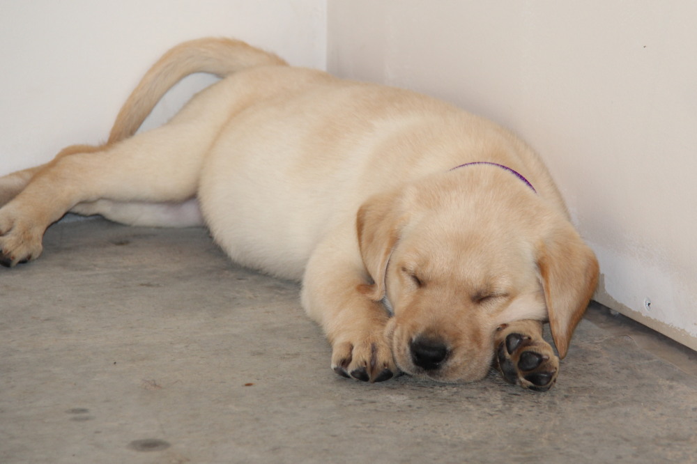 labrador marine female lab puppy