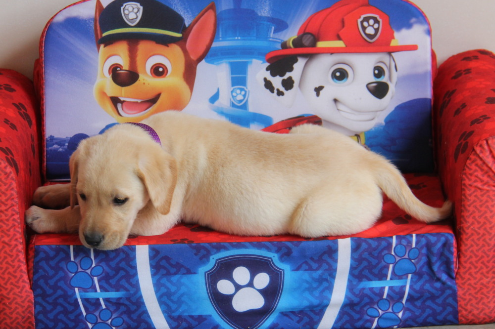 Yellow male golden lab puppy