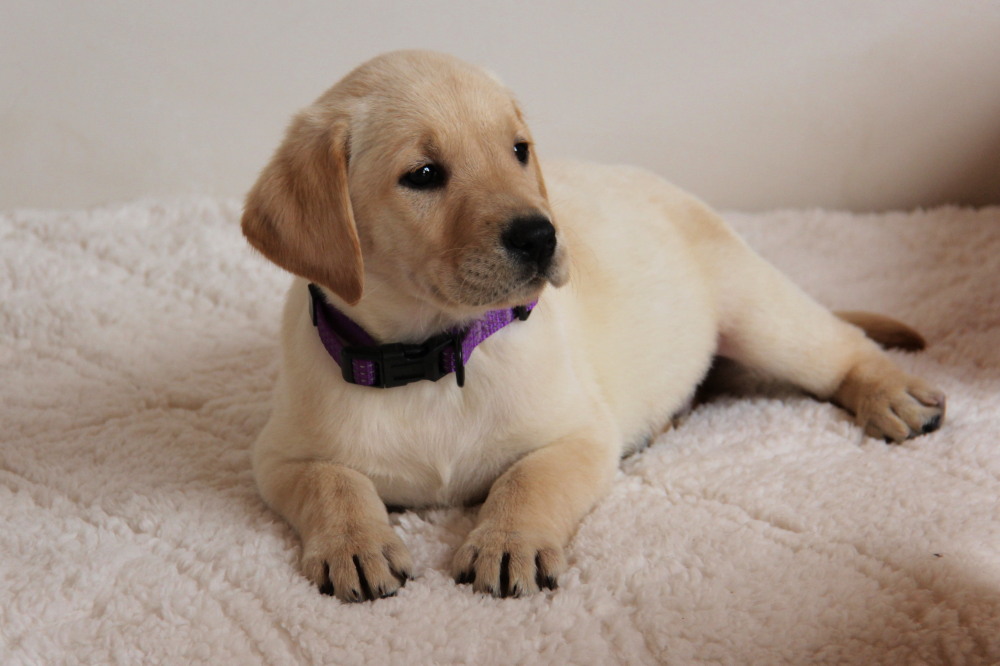 labrador gold stock puppy