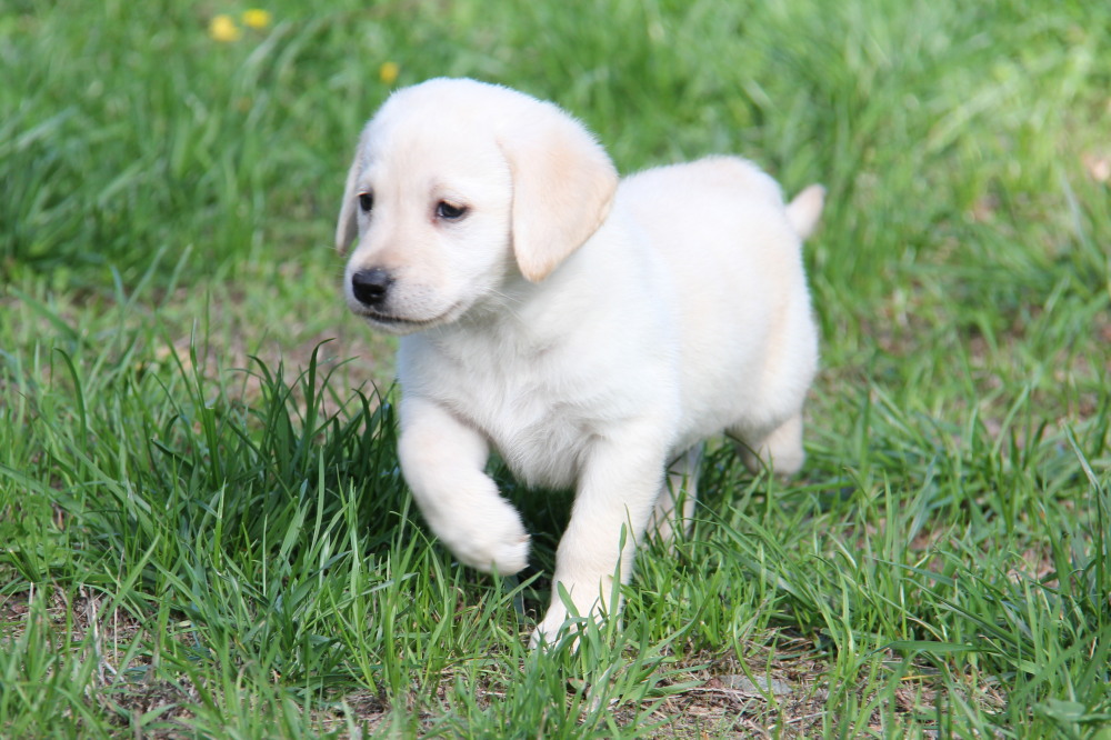 yellow lab puppies bc