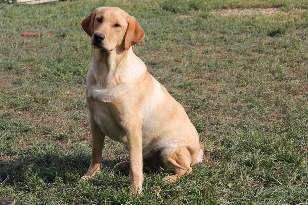 Deacon,sitting labrador retriever