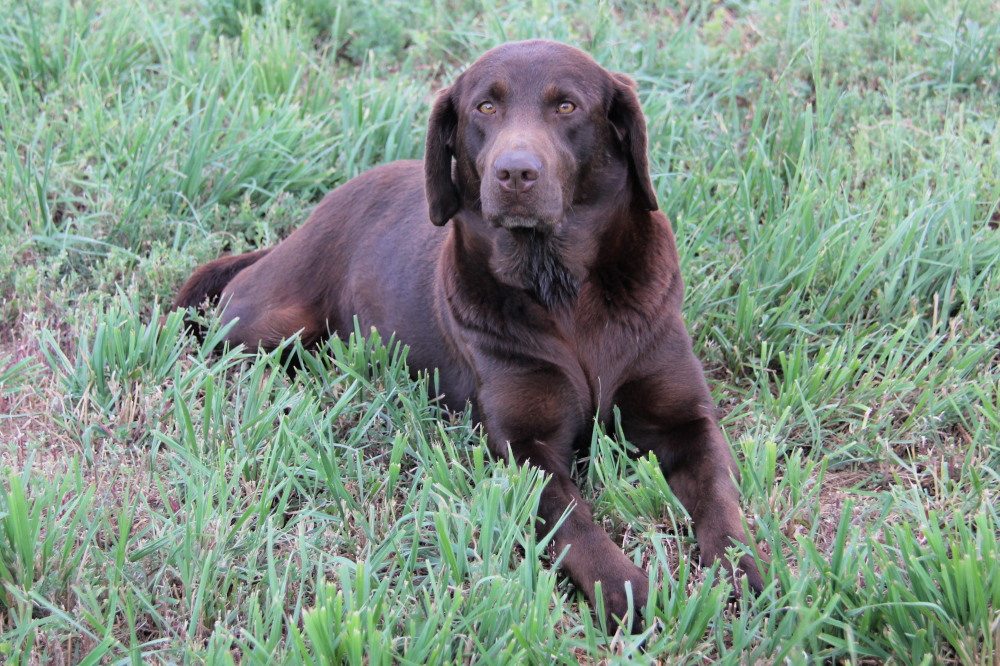 Double choco, female lab