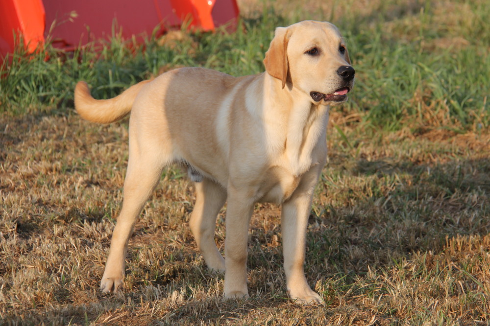 douglas, labrador retriever