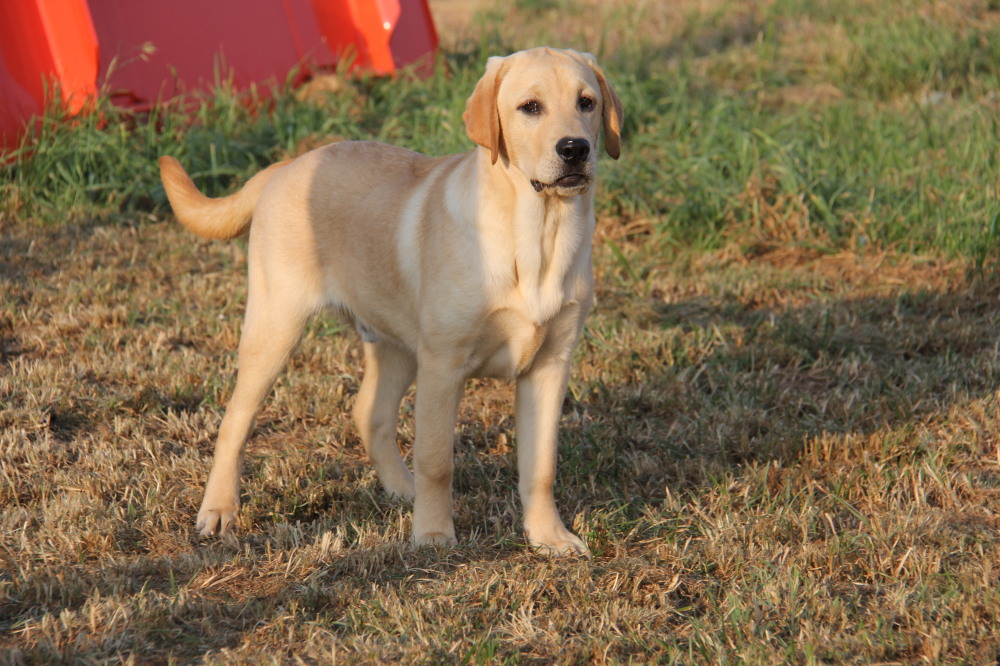 douglas, male labrador retriever