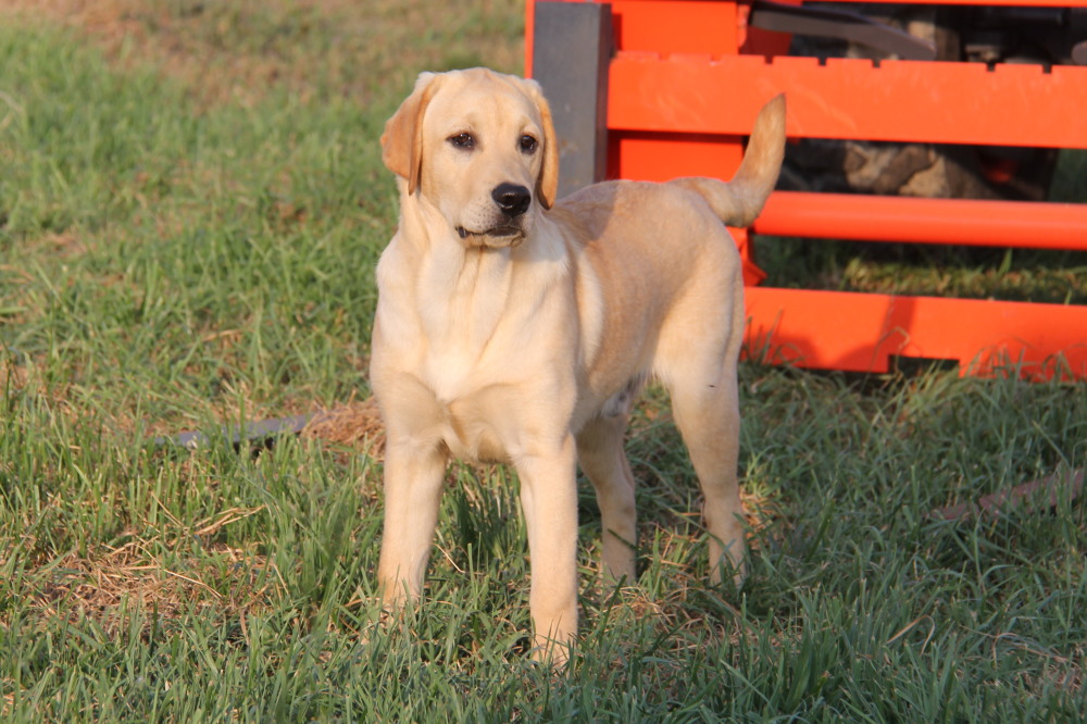 douglas, side view of a  labrador retriever