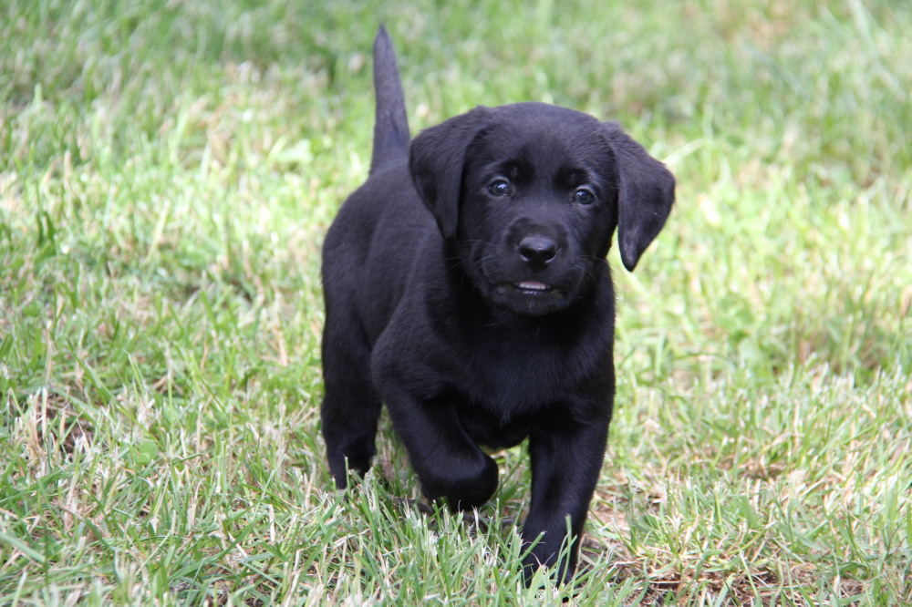 black and white puppy