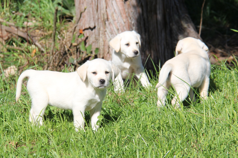 english yellow lab