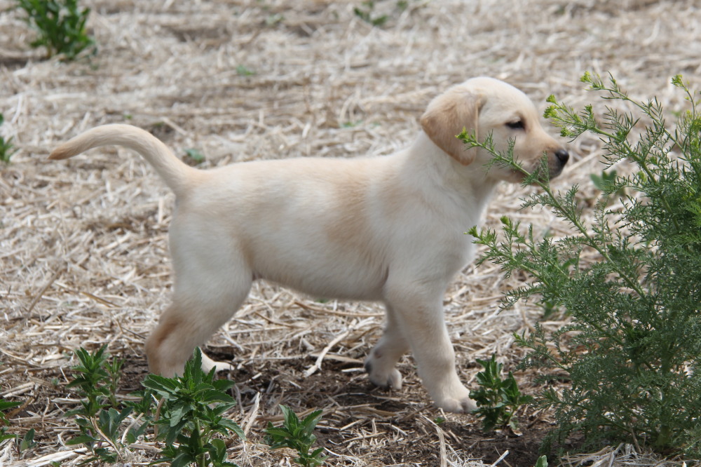 Yellow female C1 lab puppy