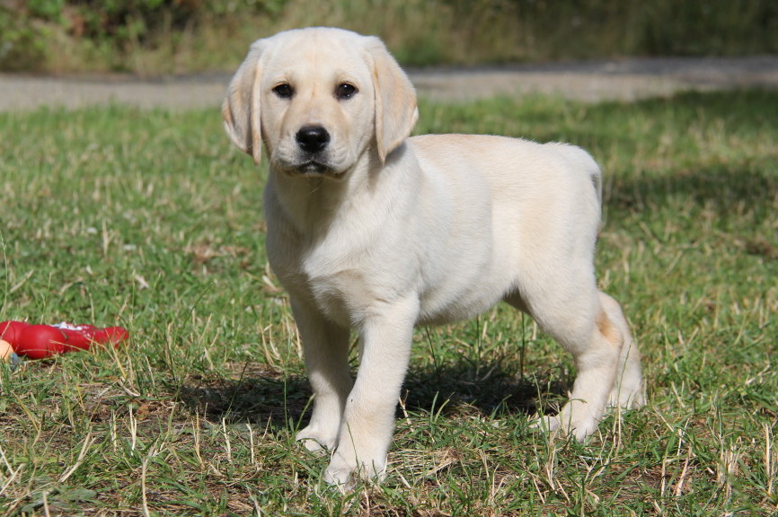 English style yellow lab puppy for sale