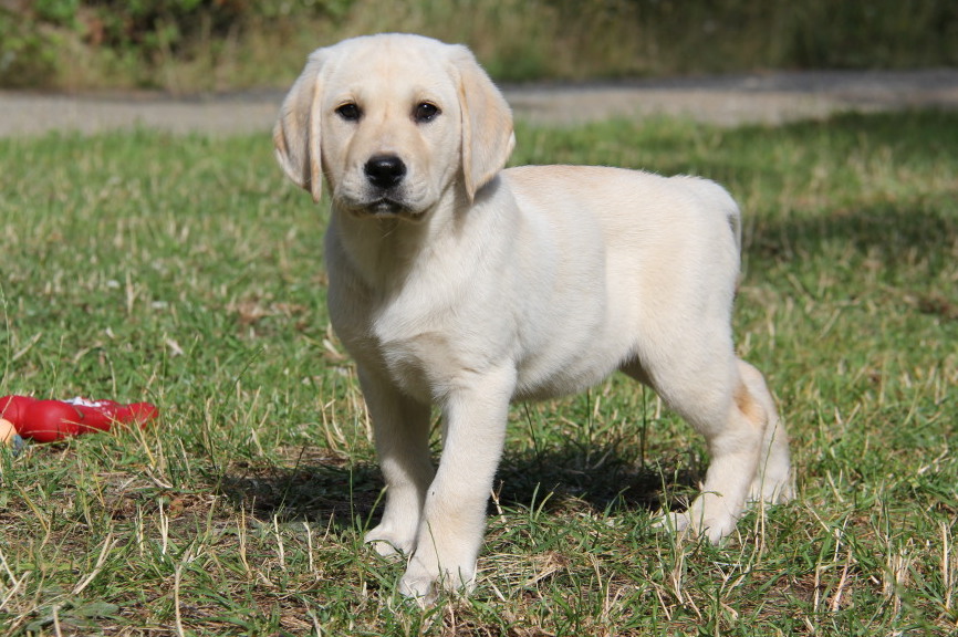 yellow lab dog